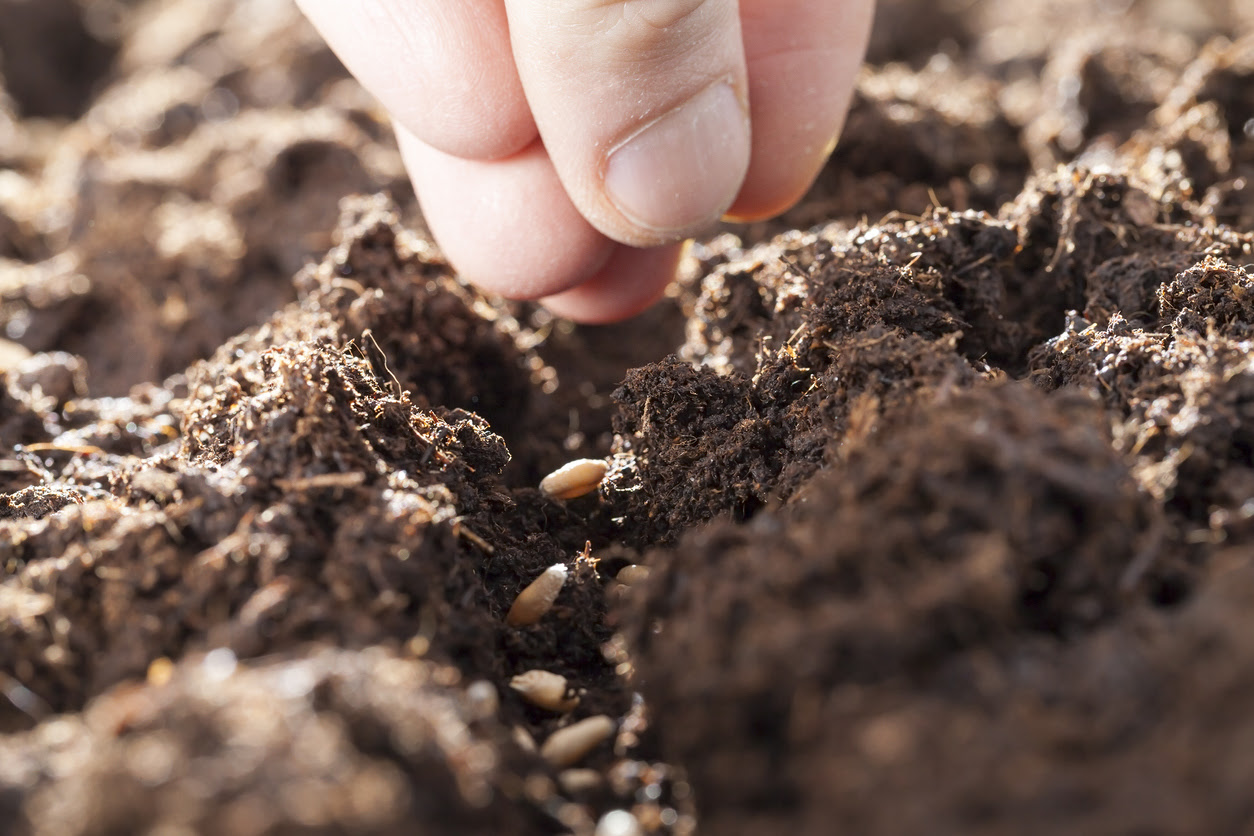 A Beginner s Guide To Germinating Cannabis Seeds