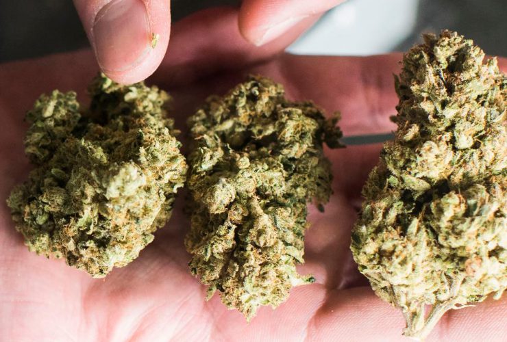 Weed