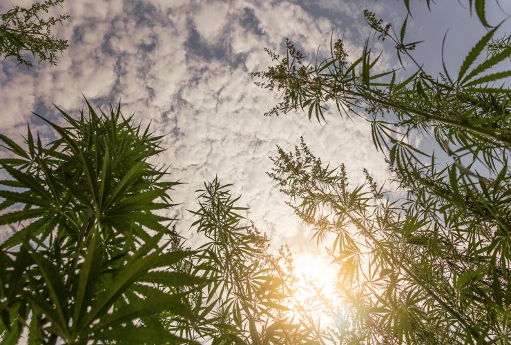 Cannabis plants growing, with the sun shining overhead.