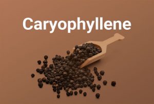 Understanding Terpenes — Beta-Caryophyllene - | Strainrpint