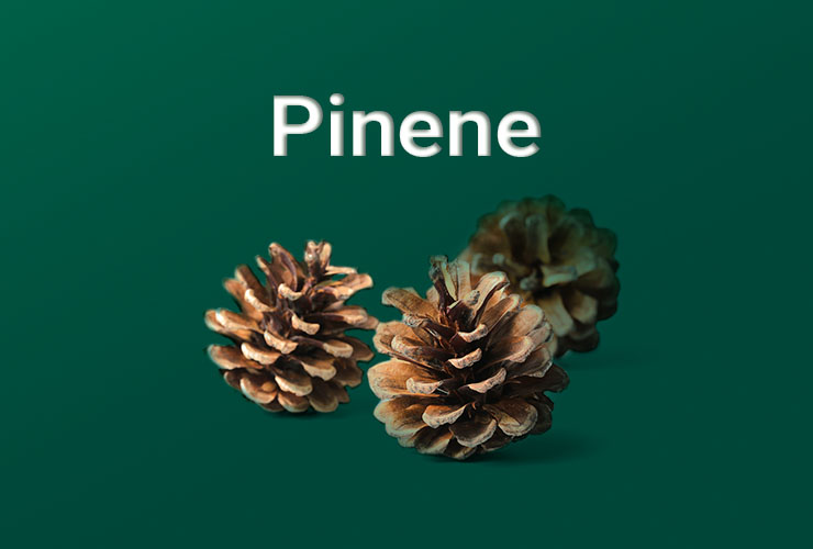 Understanding Terpenes Pinene Strainprint Technologies Inc